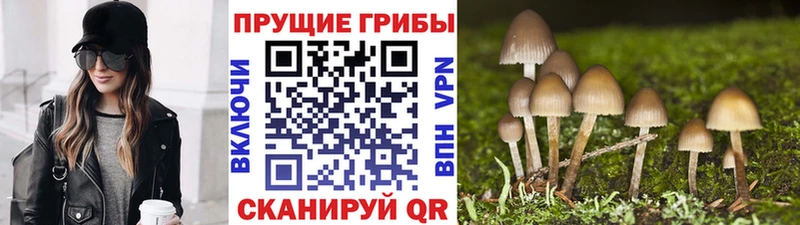 закладки Ялта Псилоцибиновые грибы GOLDEN TEACHER